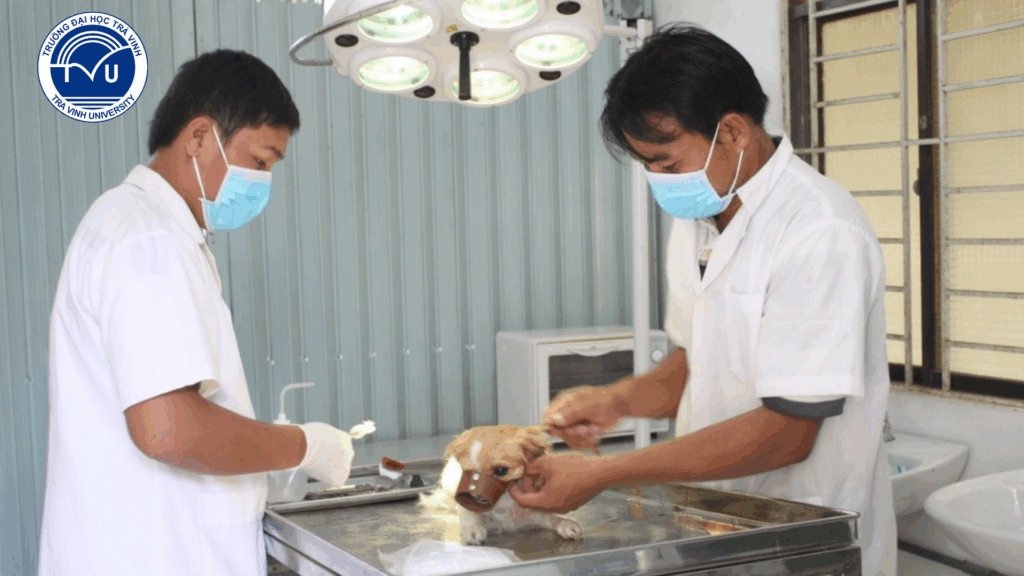 Ngành Thú y đang có nhiều cơ hội nghề nghiệp